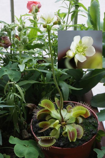 Potted plant bearing a flower stalk. Inset: flower close-up.