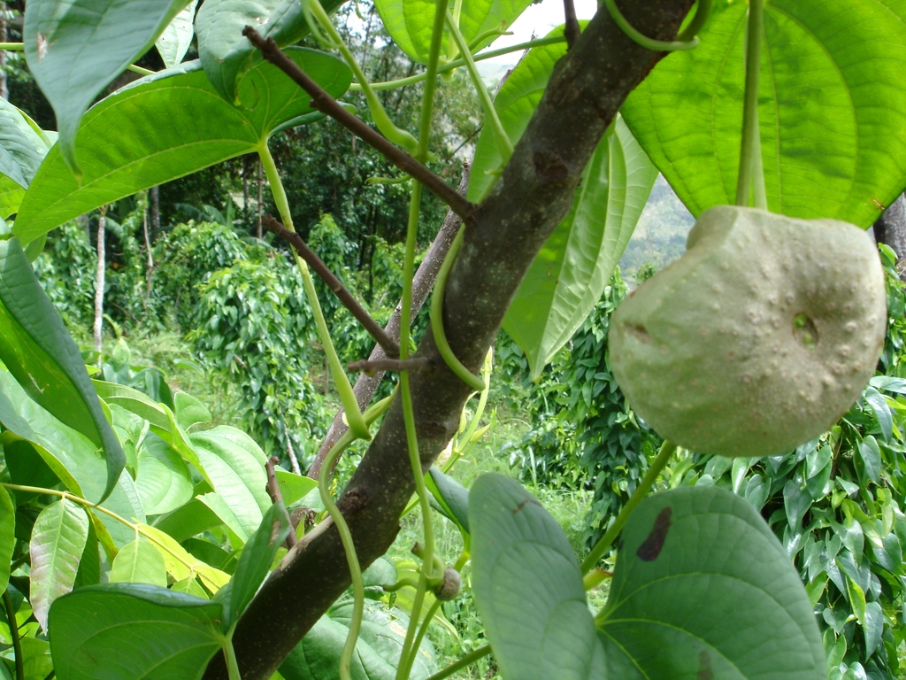 Vine with tan fruits