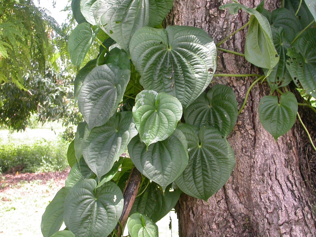 Form growing on a tree