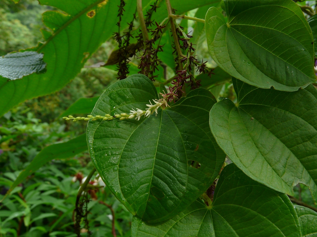 Female flowers