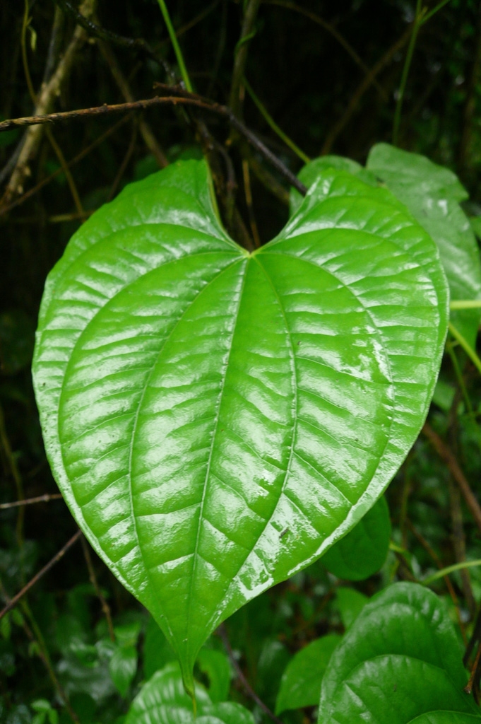 Leaf detail