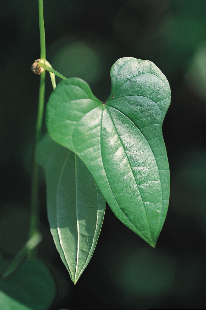 Leaf close-up