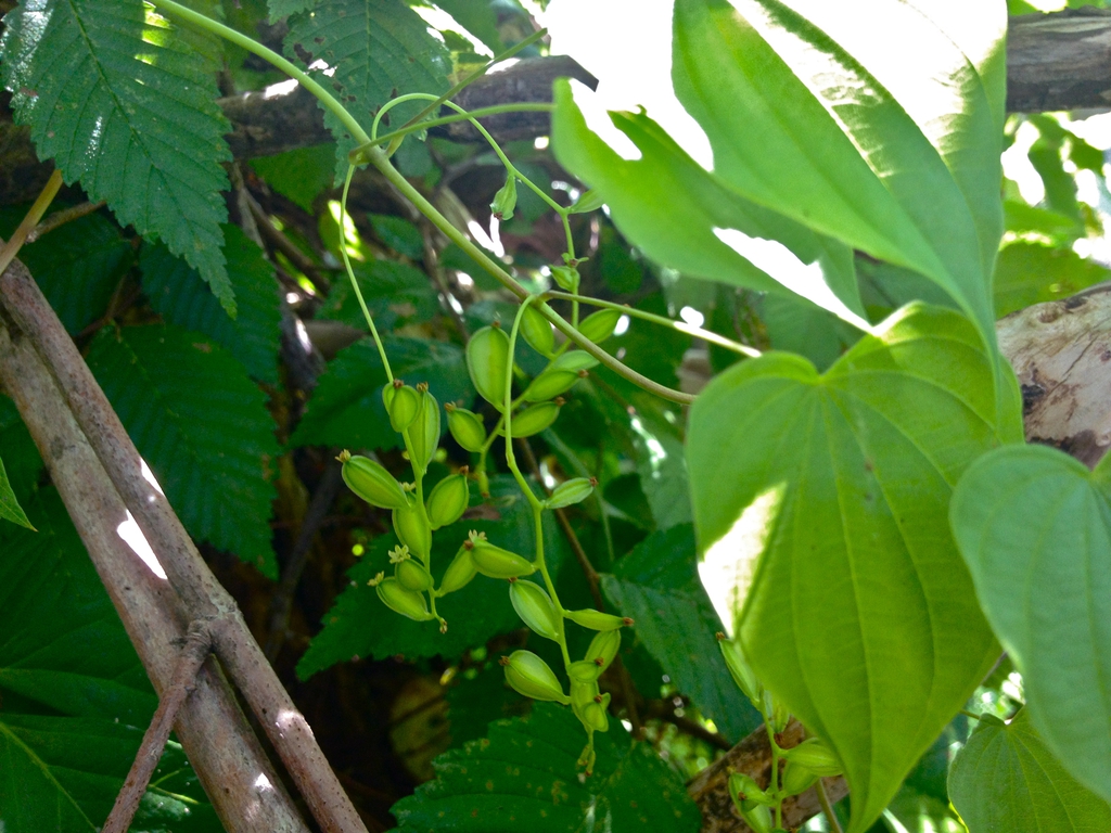 Dioscorea villosa
