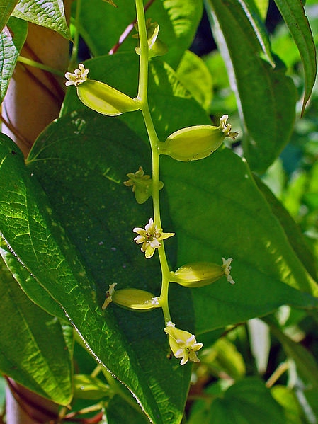 Dioscorea villosa
