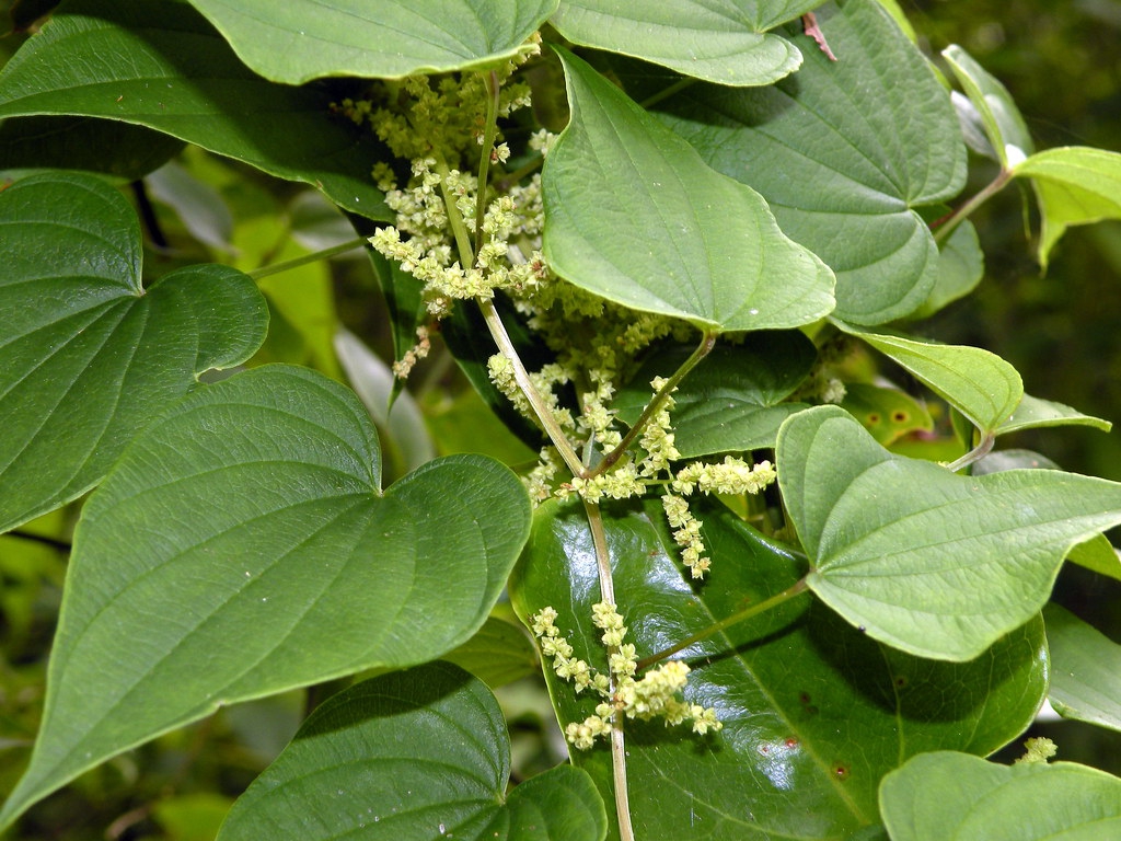 Dioscorea villosa