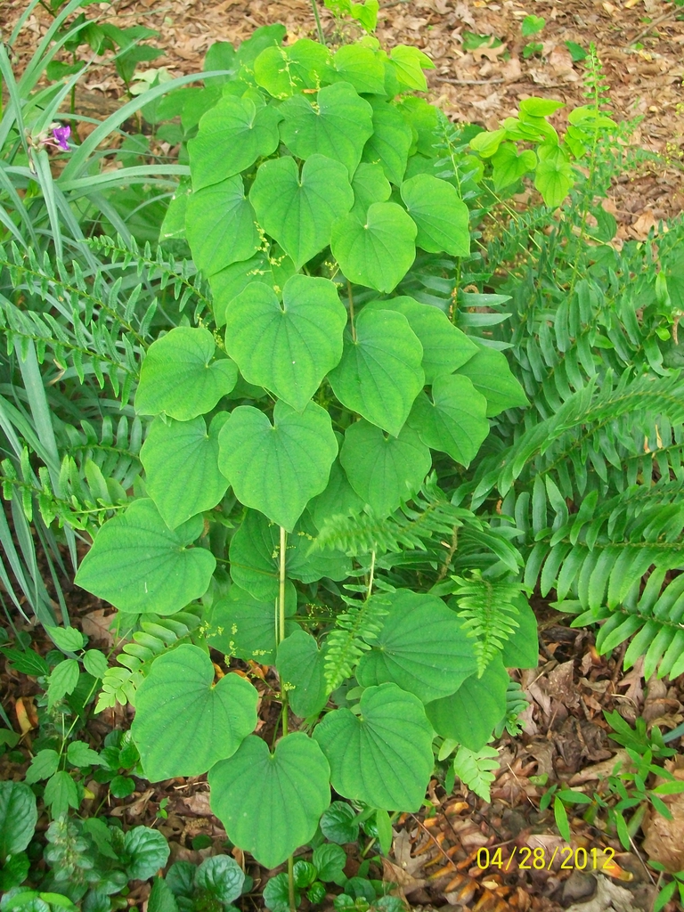 form with leaves and flowers, spring, Iredell County, NC