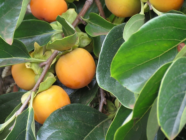 leaves and fruit