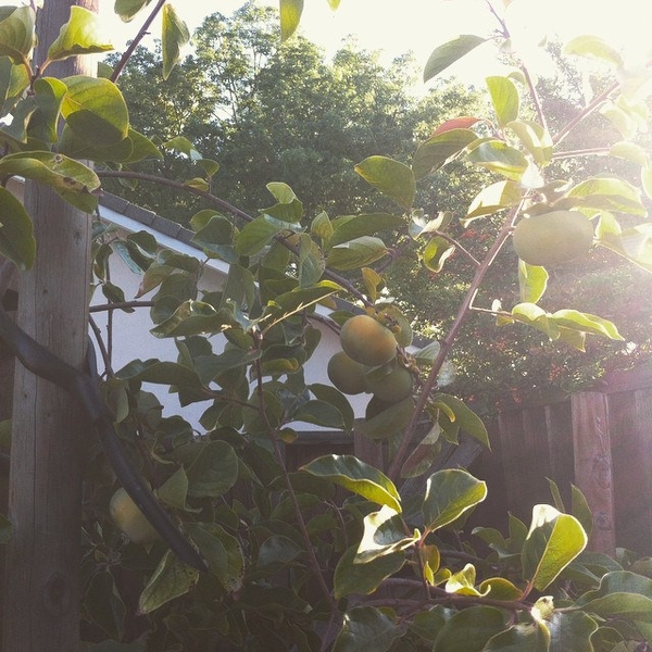 Diospyros kaki 'Jiro'