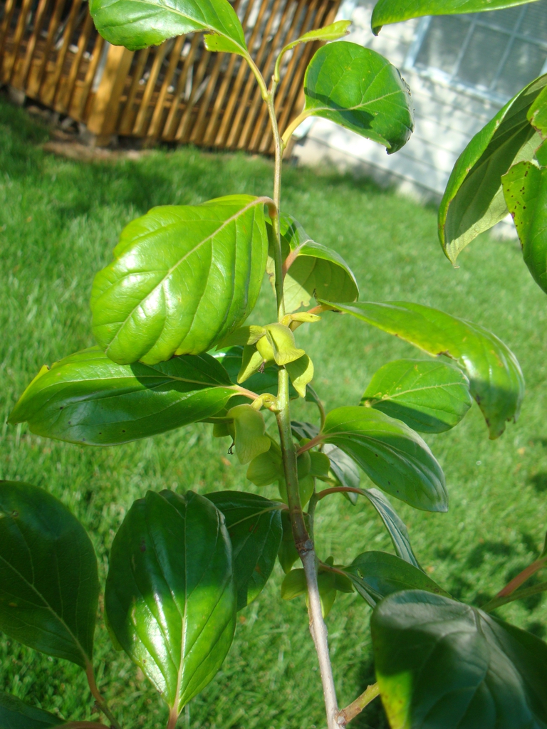 leaves