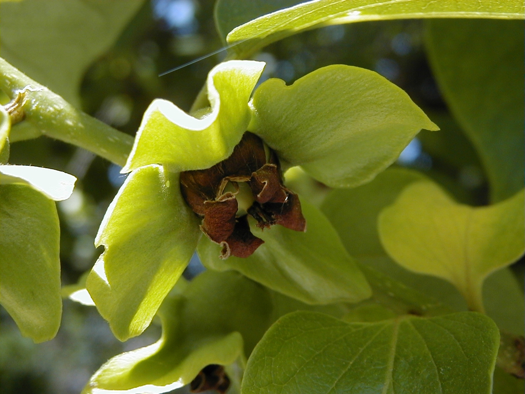 leaves and flower