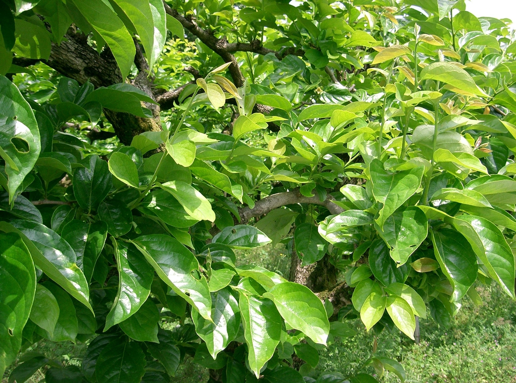 leaves