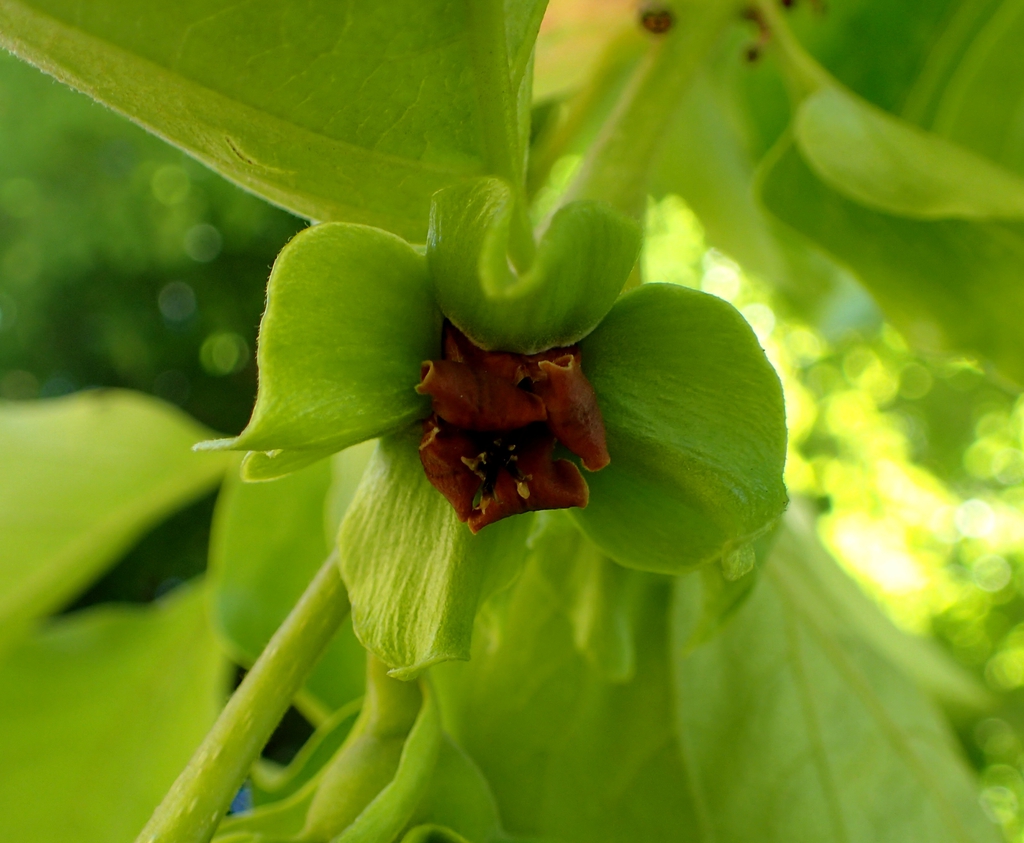 Flower and leaves