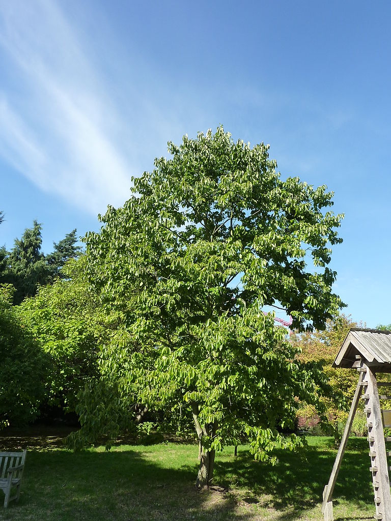 Tree with semi-open crown and green leaves.
