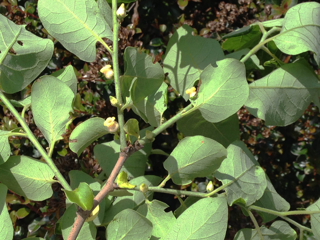 Underside of shoot showing ovate leaves & bell-shaped flowers.