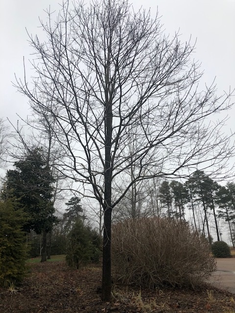 Leafless tree with ovoid crown.