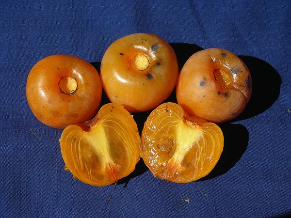 Diospyros virginiana 'Prok'