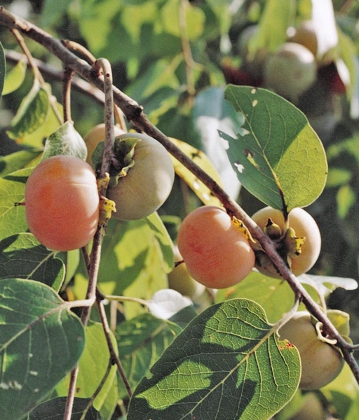 Diospyros virginiana 'Prok'