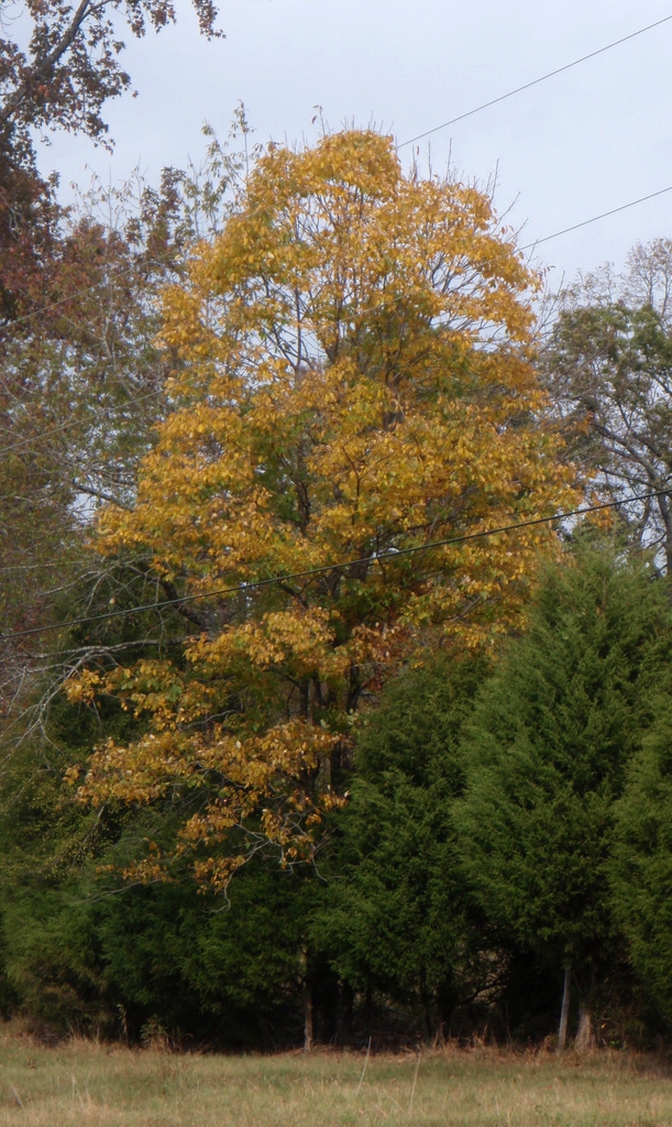 Tree with ovoid crown of golden yellow leaves.