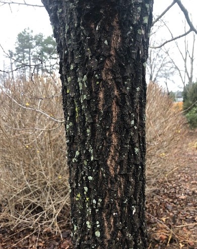 Trunks with black, chunky, furrowed bark
