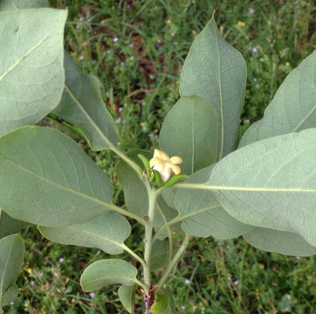 Underside of shoot showing ovate leaves & bell-shaped flower.