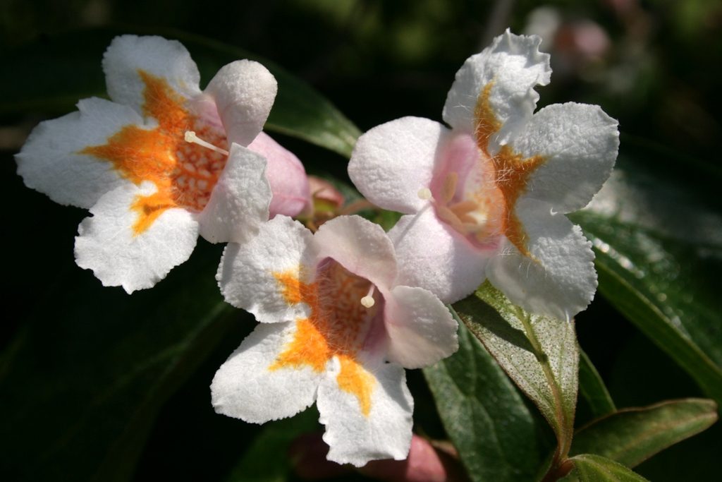 leaves and flowers