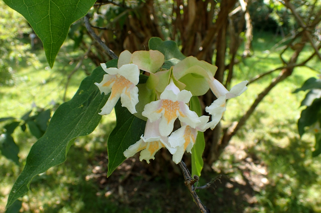 leaves and flowers
