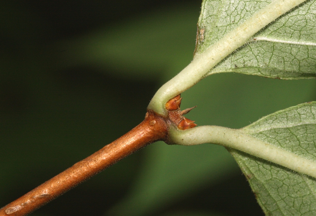 leaves