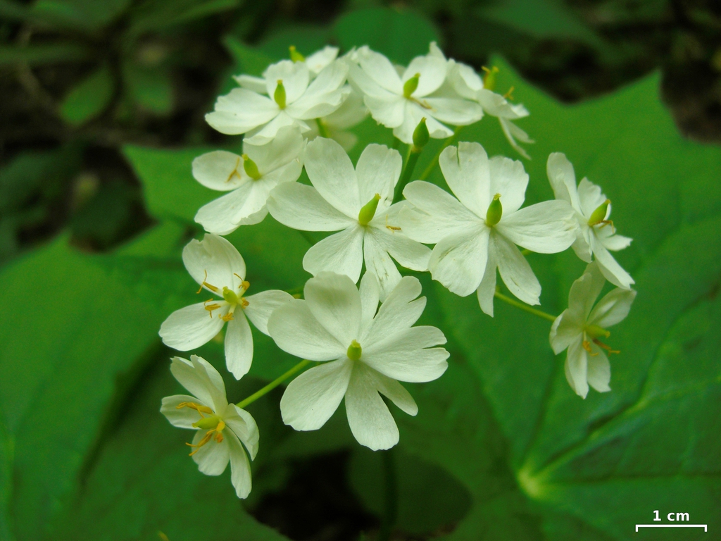 leaves and flowers