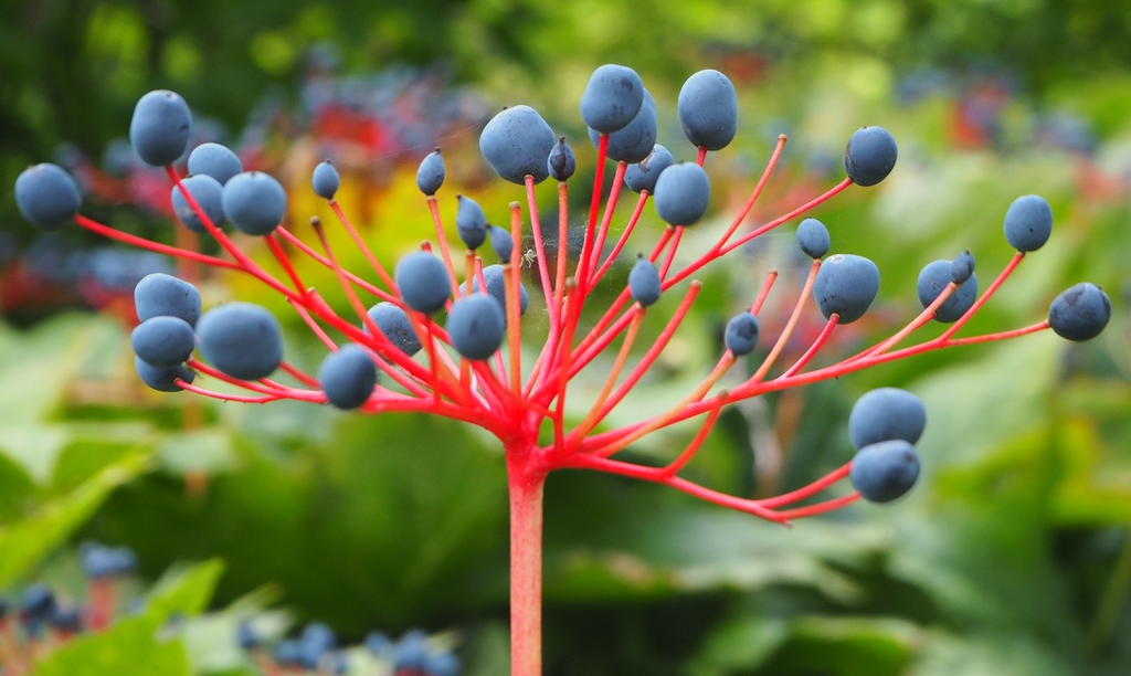 leaves and berries