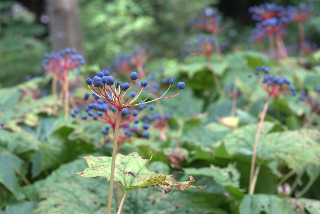 leaves and berries