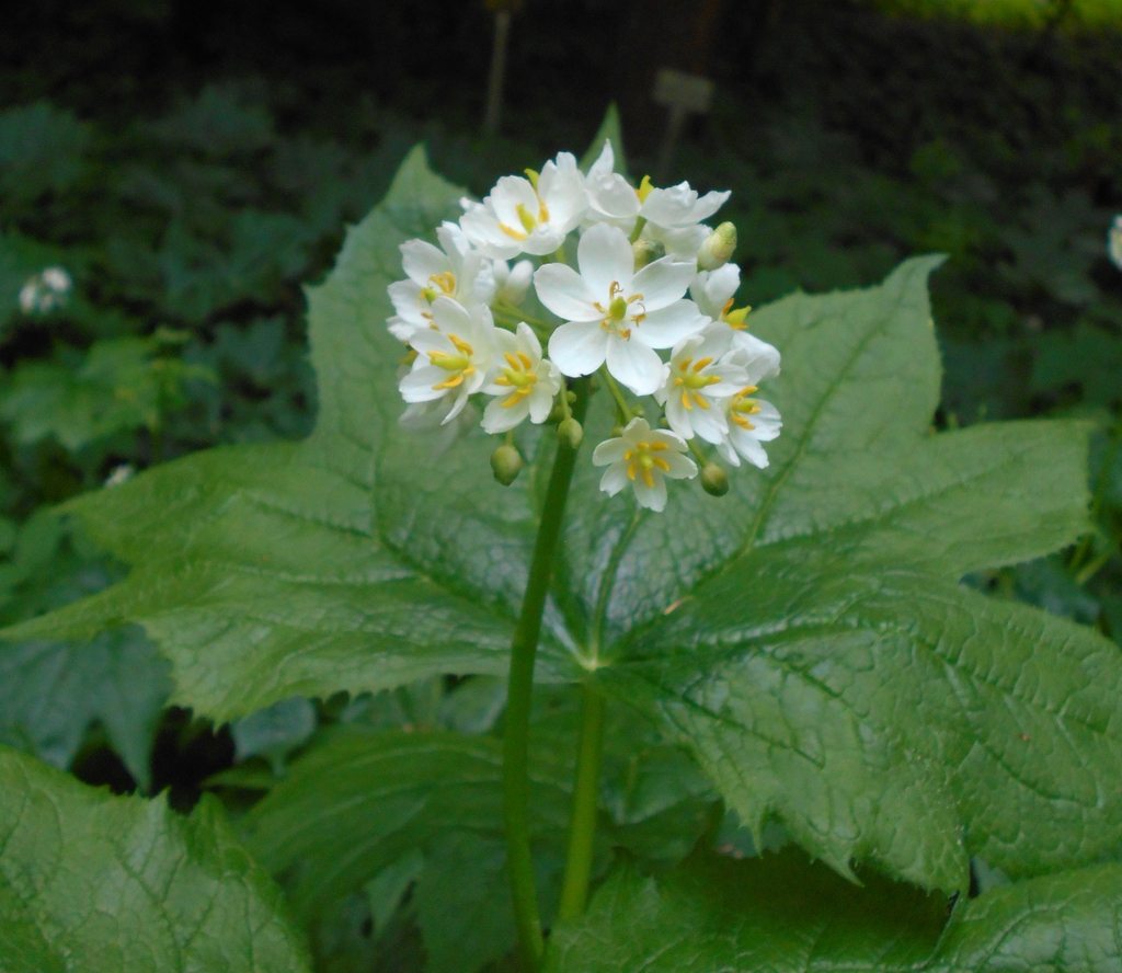 leaves and flowers