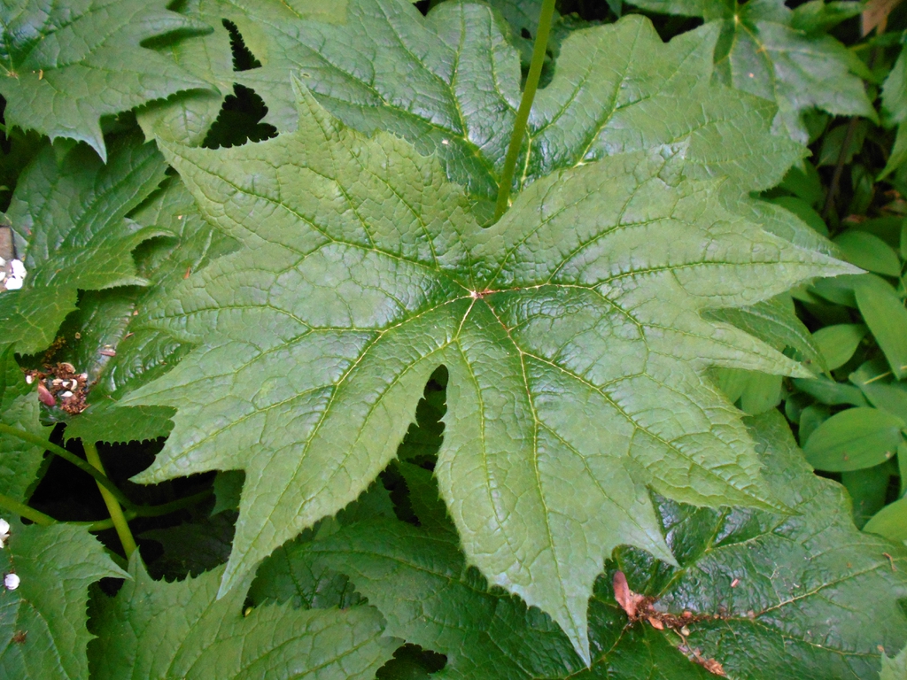 leaves