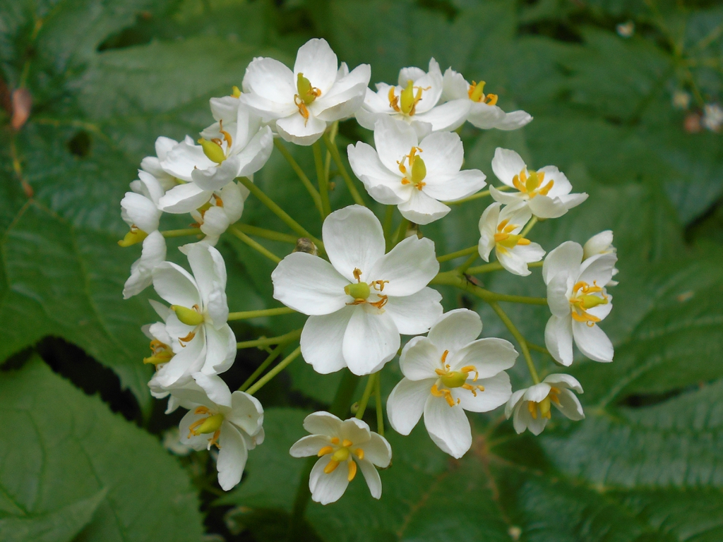 leaves and flowers