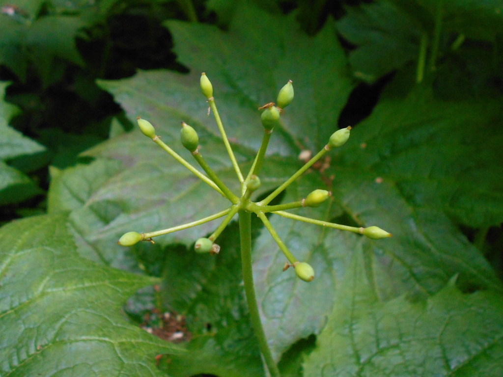leaves and berries