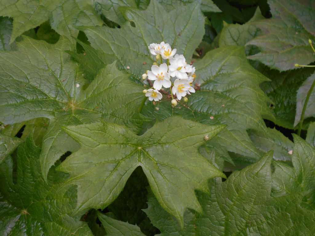 leaves and flowers