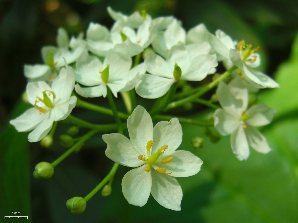 leaves and flowers