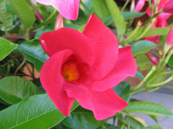 Dipladenia sanderi