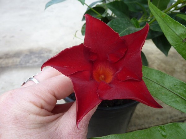 Dark red 5-lobed trumpet shaped flower.