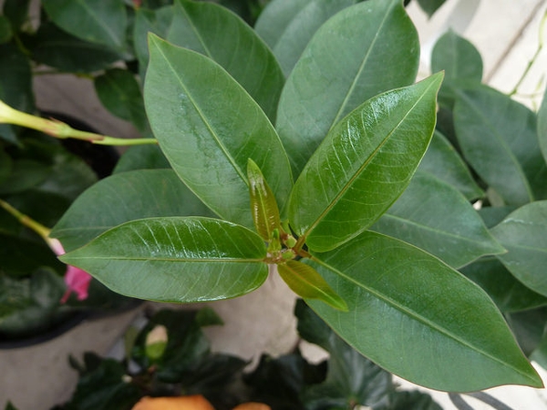 green leaves