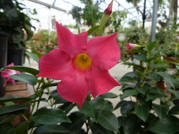 medium pink 5-lobed trumpet shaped flower.