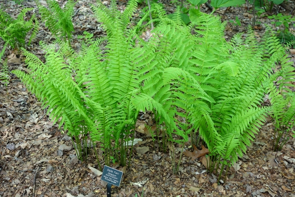 newly emerged fronds; light green.