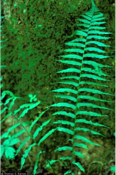 frond. once pinnate.