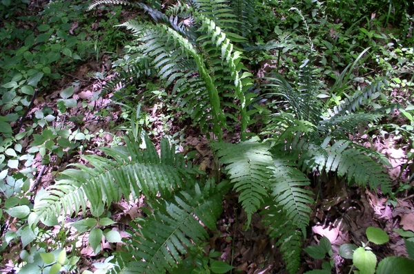 fronds