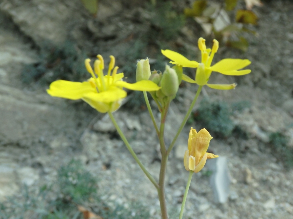 Side view of flower