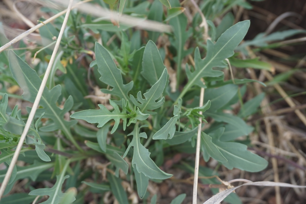 Leaves