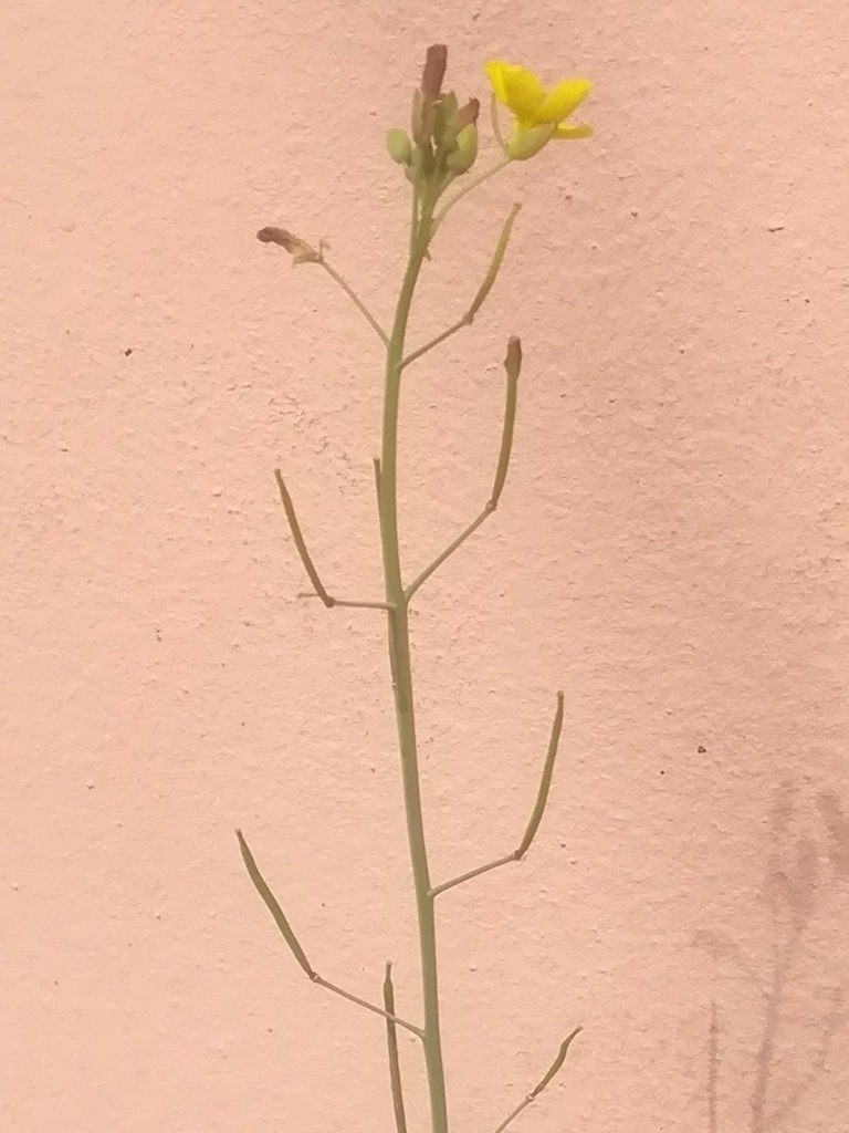 Stem