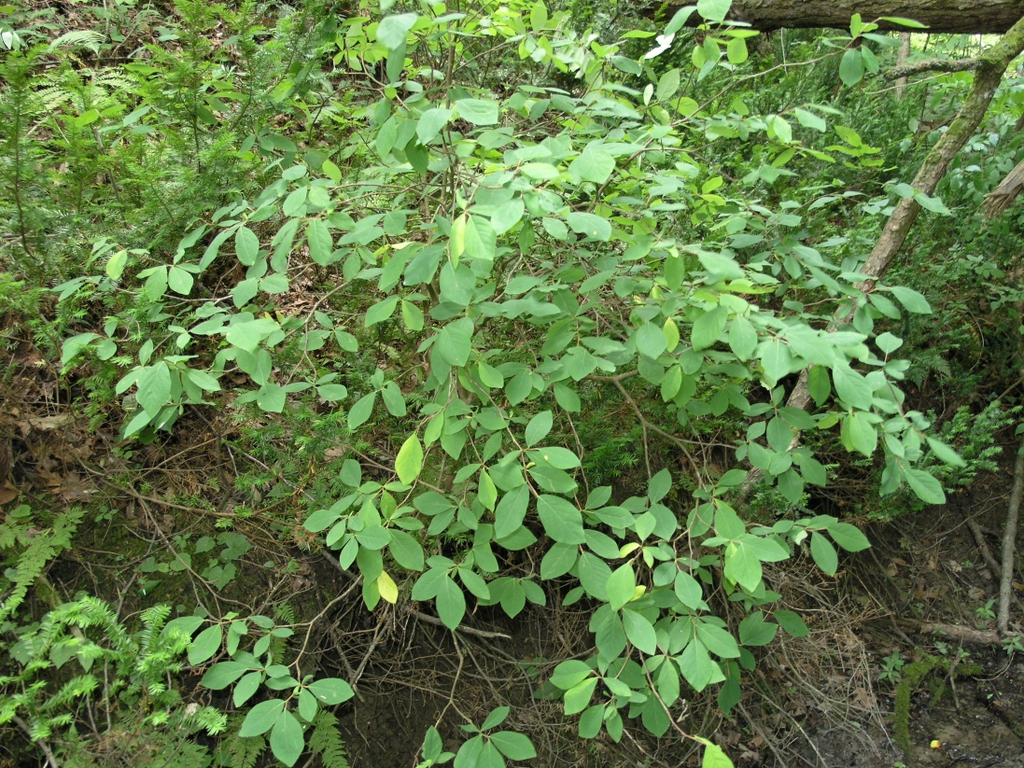 leaves