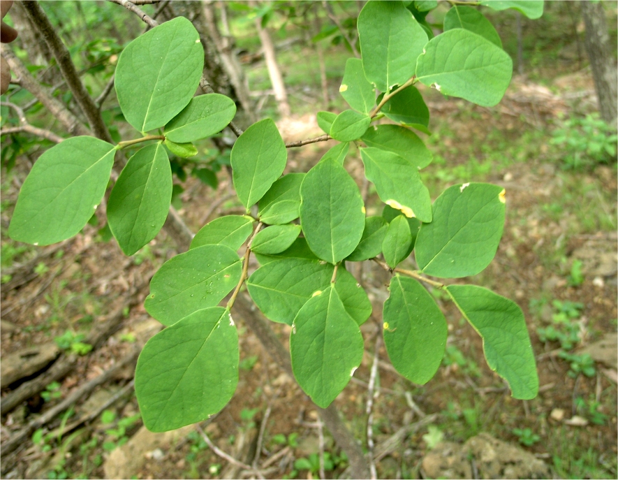 leaves