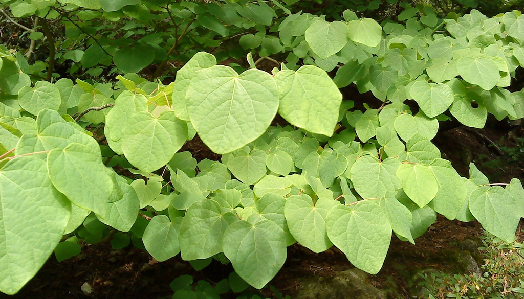 leaves