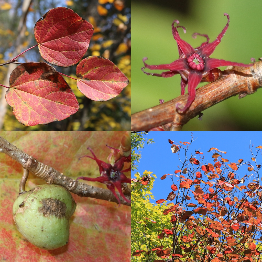 leaves and form